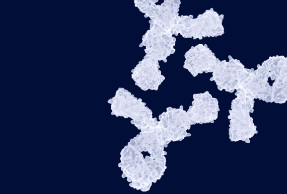 Antibodies