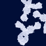 Antibodies
